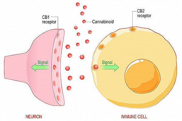 Receptory CB1 a CB2 v lidském těle 
